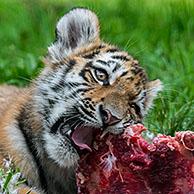 Siberian tiger (Panthera tigris altaica) cub eating large chunk of meat in zoo